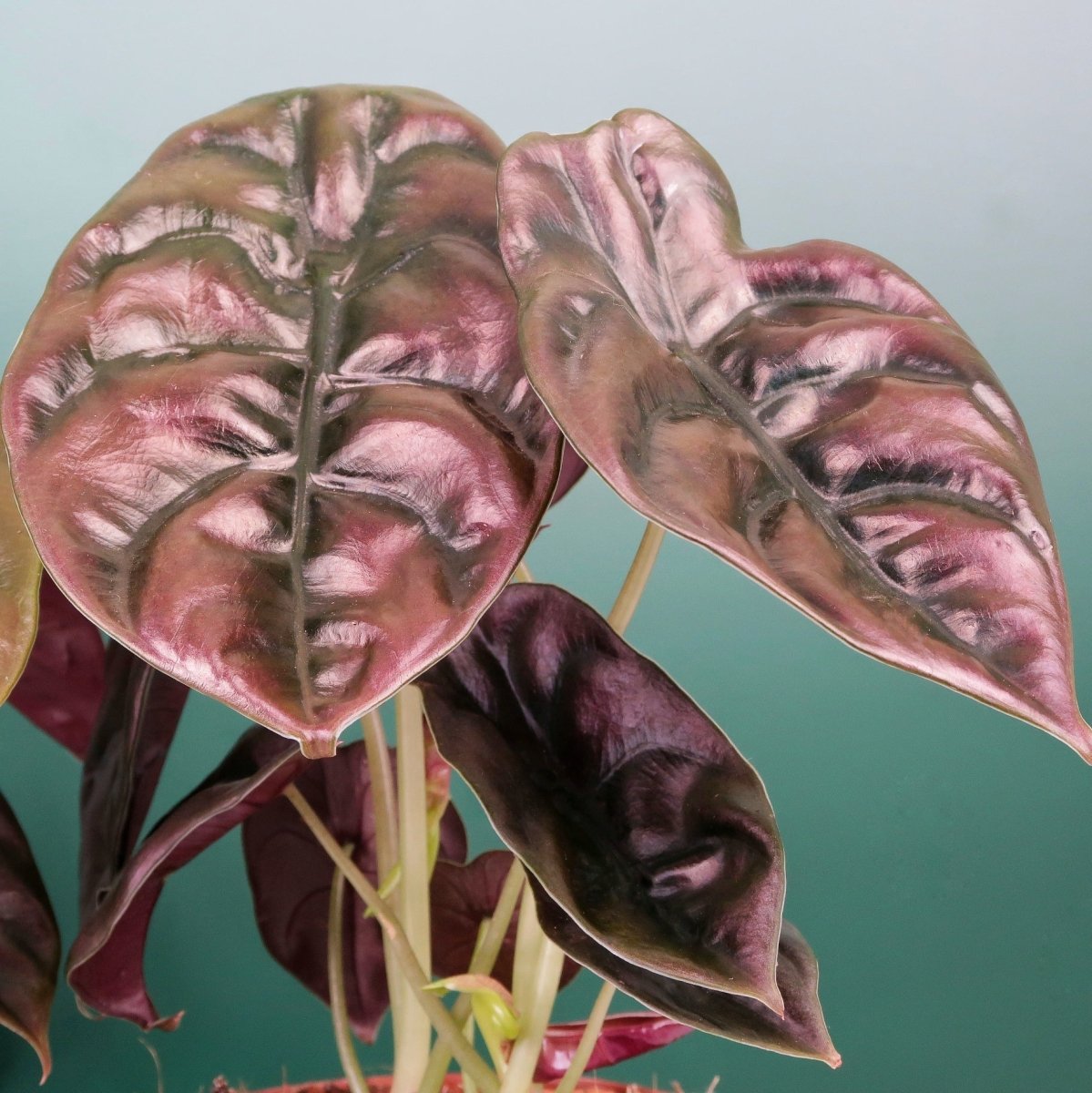 Alocasia Cuprea Red Secret – stark strukturierte Blätter