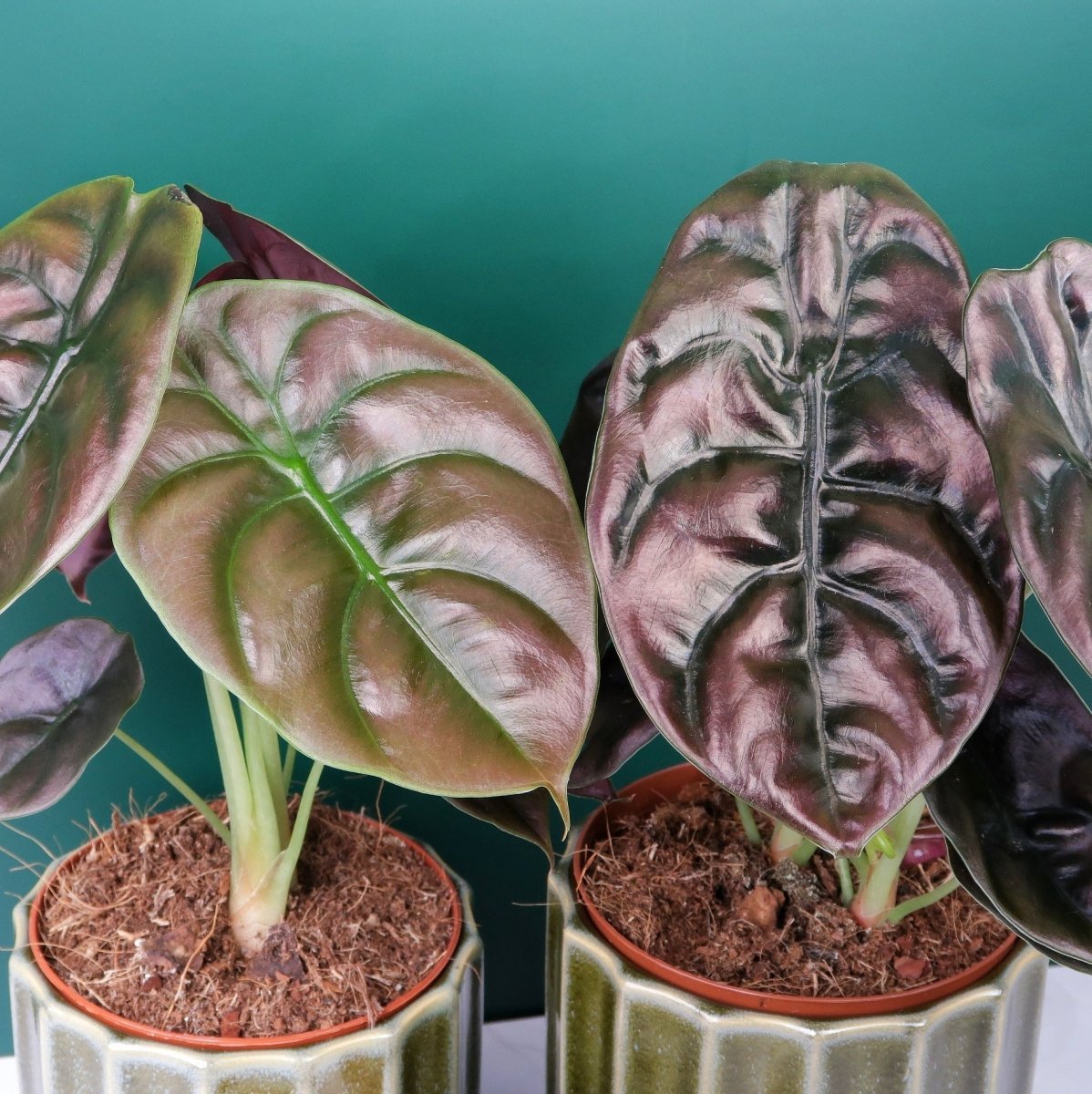 Alocasia Cuprea Red Secret – seltene Sammlerpflanze