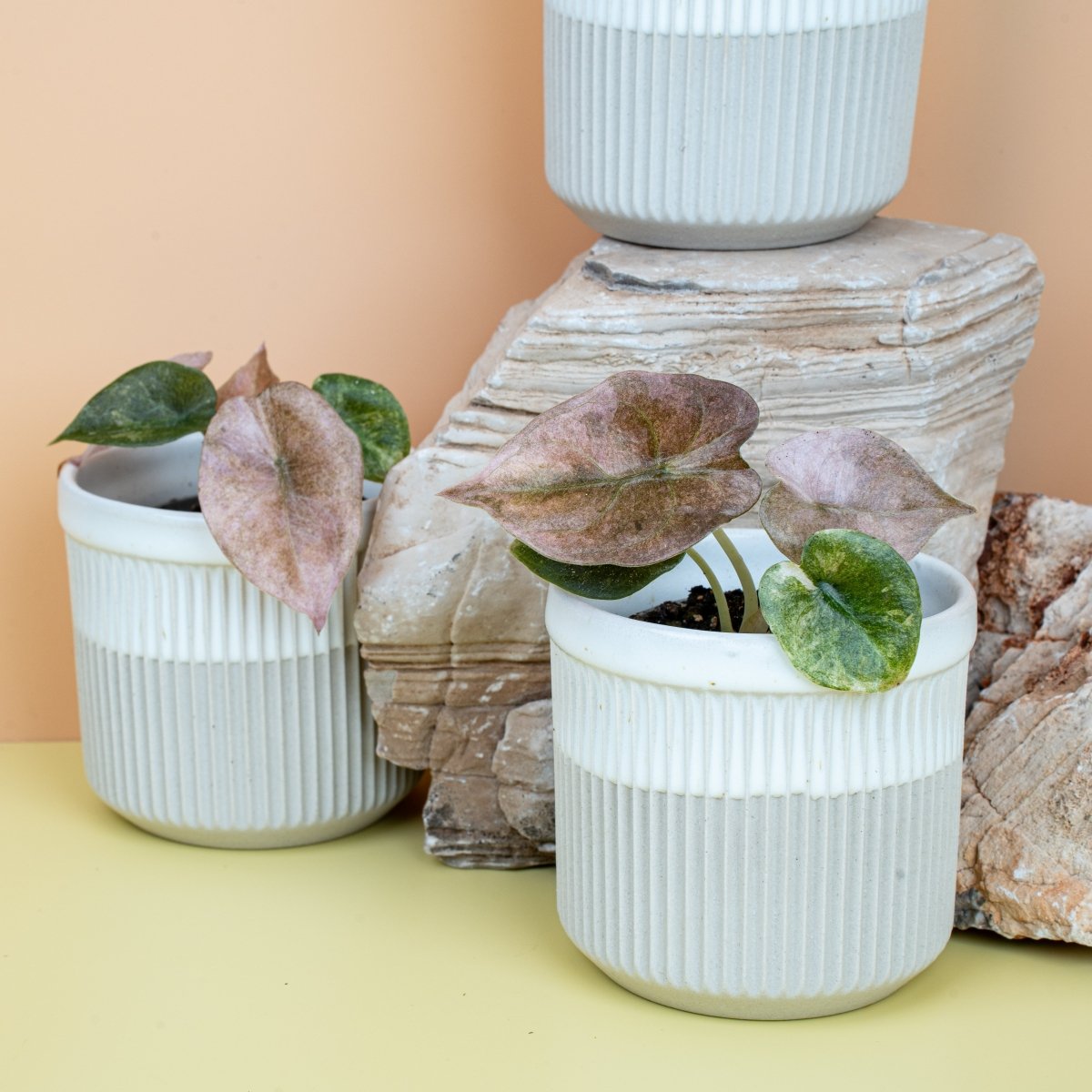Alocasia Cuprea Red Secret Variegata im Topf – Ansicht 9