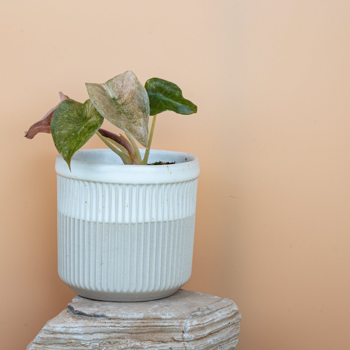 Alocasia Cuprea Red Secret Variegata, junges Blatt – Ansicht 11