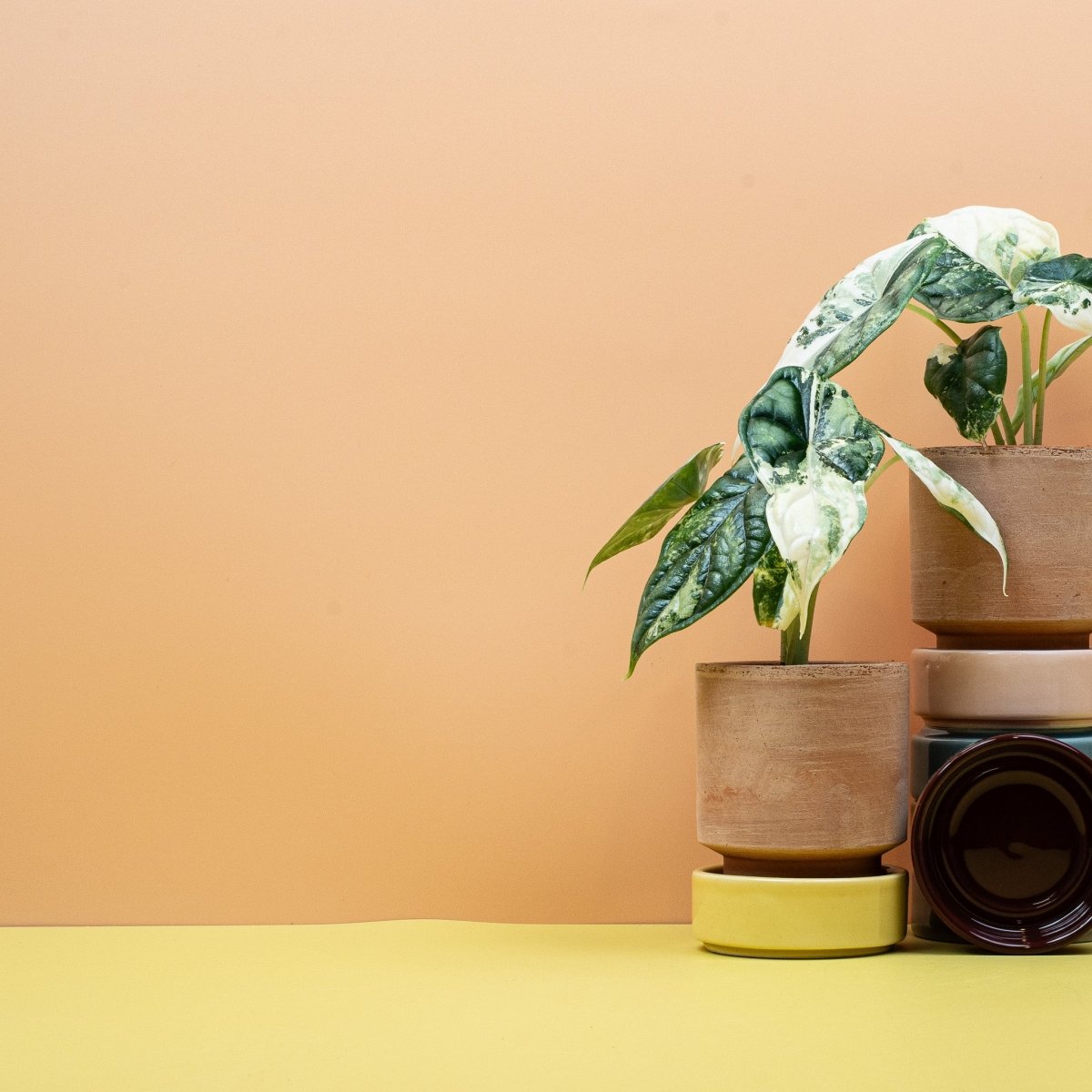 Alocasia Dragon Scale Variegata, Wuchsform – Ansicht 9