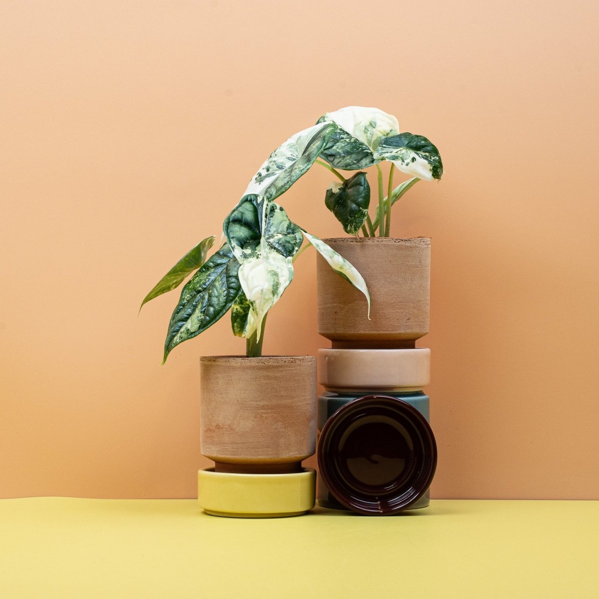 Alocasia Dragon Scale Variegata, Gesamtwuchs der Pflanze