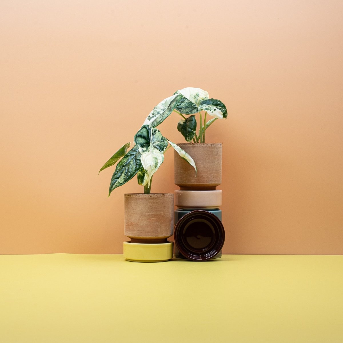 Alocasia Dragon Scale Variegata, Blattdetail – Ansicht 7