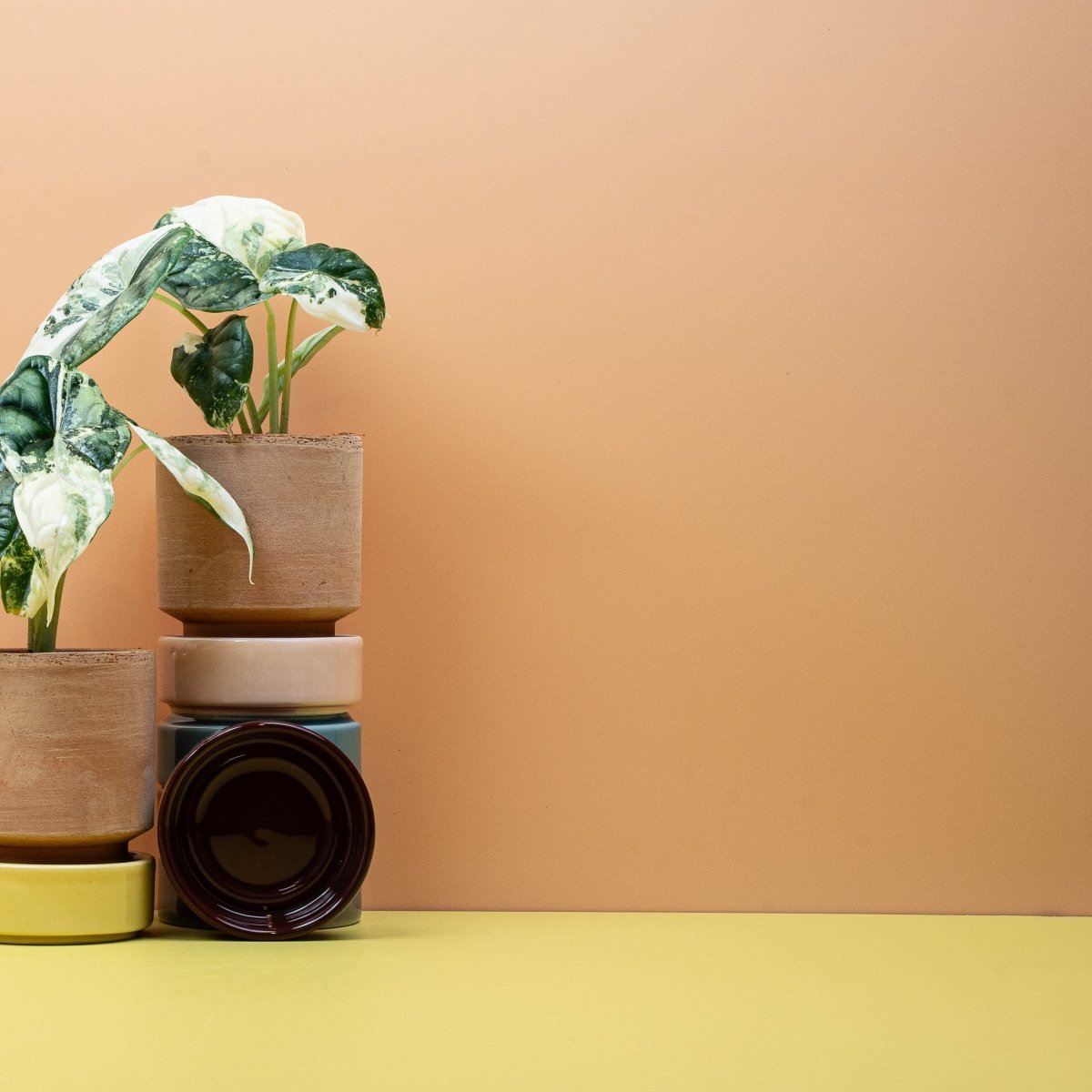 Alocasia Dragon Scale Variegata im Topf – Ansicht 8