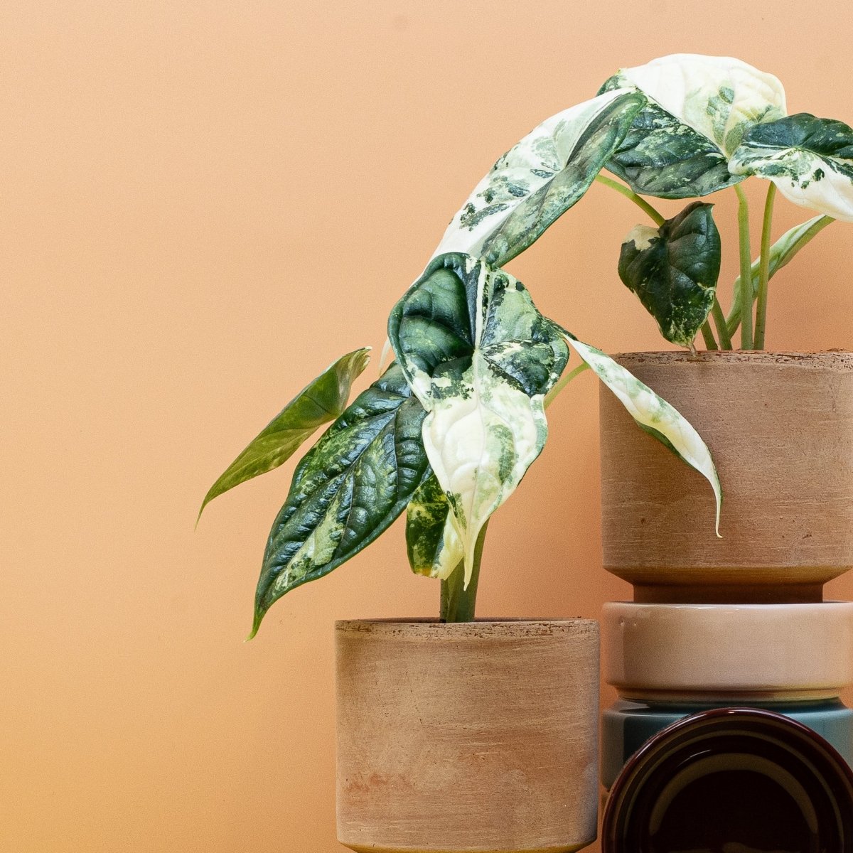 Alocasia Dragon Scale Variegata, Nahaufnahme – Ansicht 10