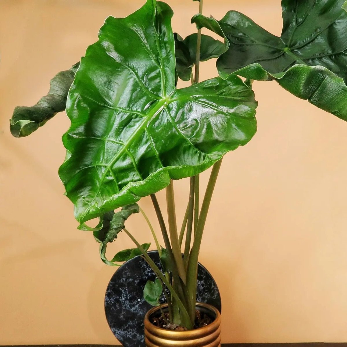 Alocasia Dragon Tail – Zimmerpflanze mit geschwungener Blattform – potflourri