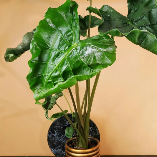 Alocasia Dragon Tail – Zimmerpflanze mit geschwungener Blattform – potflourri