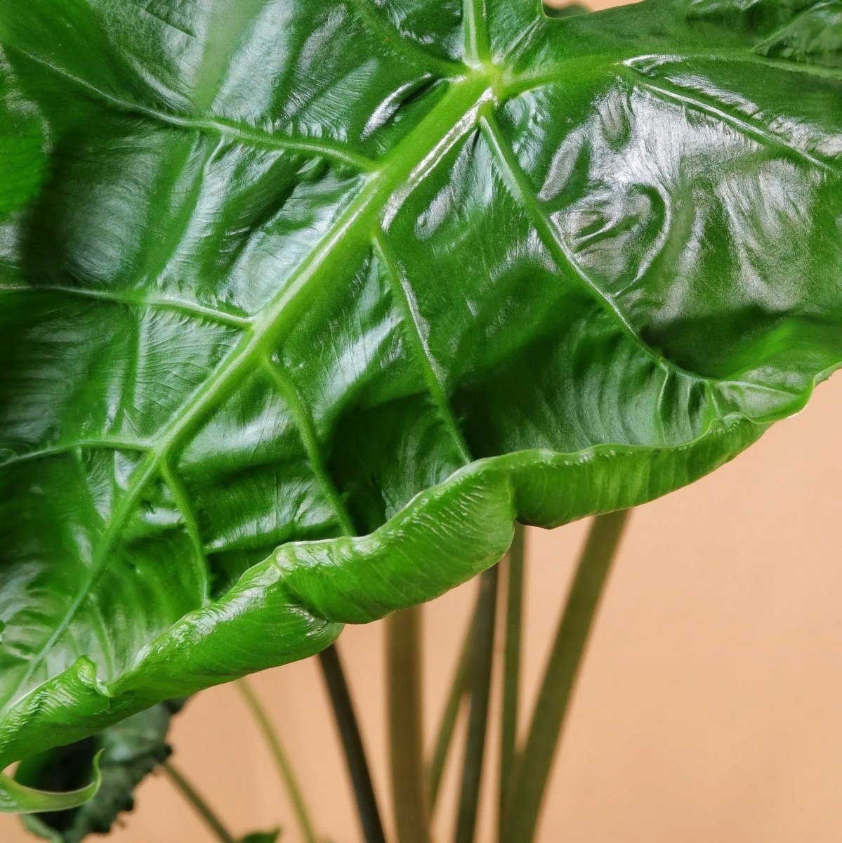 Seltene Alocasia Dragon Tail mit strukturstarken Blättern