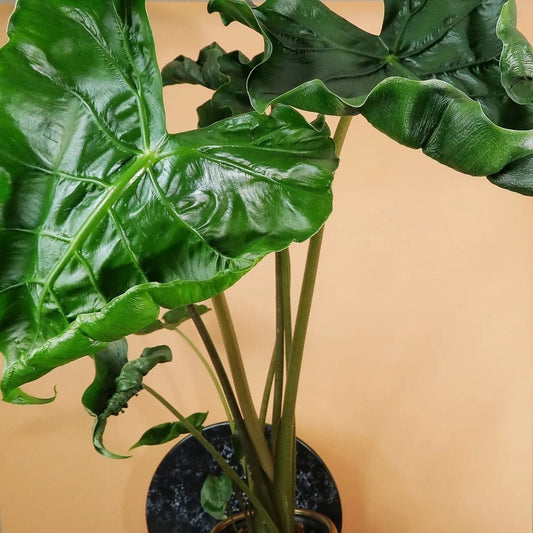Alocasia Dragon Tail – Zimmerpflanze mit geschwungener Blattform – potflourri