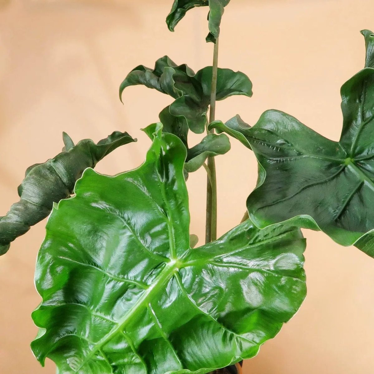 Alocasia Dragon Tail – tropische Zimmerpflanze mit dynamischer Silhouette