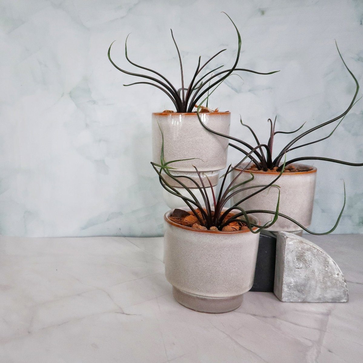 Alocasia Flying Squid mit tentakelartigen Blattstielen