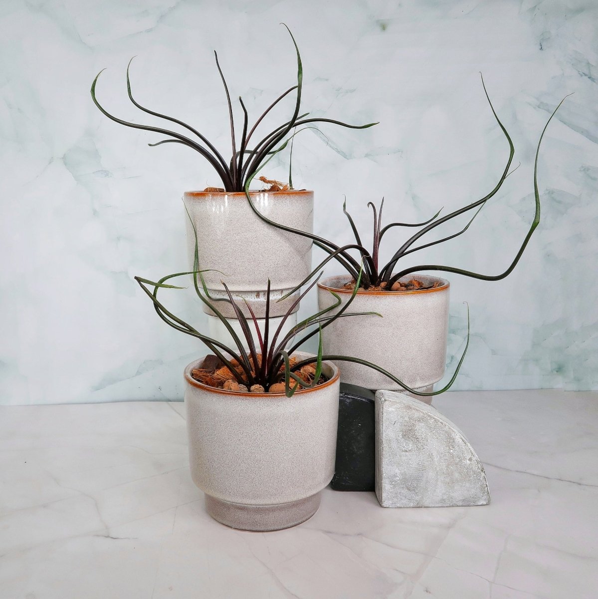 Alocasia Flying Squid – Zimmerpflanze mit skurriler Wuchsform – potflourri