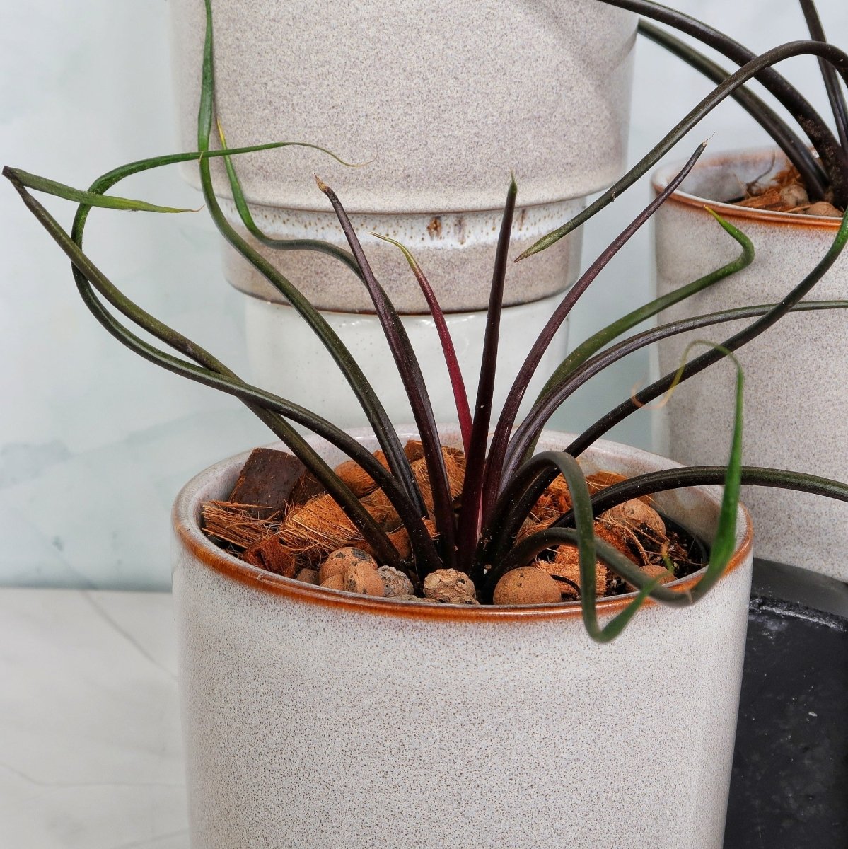 Alocasia Flying Squid – seltene Sammlerpflanze