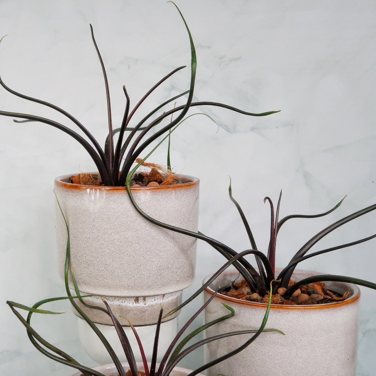 Alocasia Flying Squid – lange, dünne Triebe
