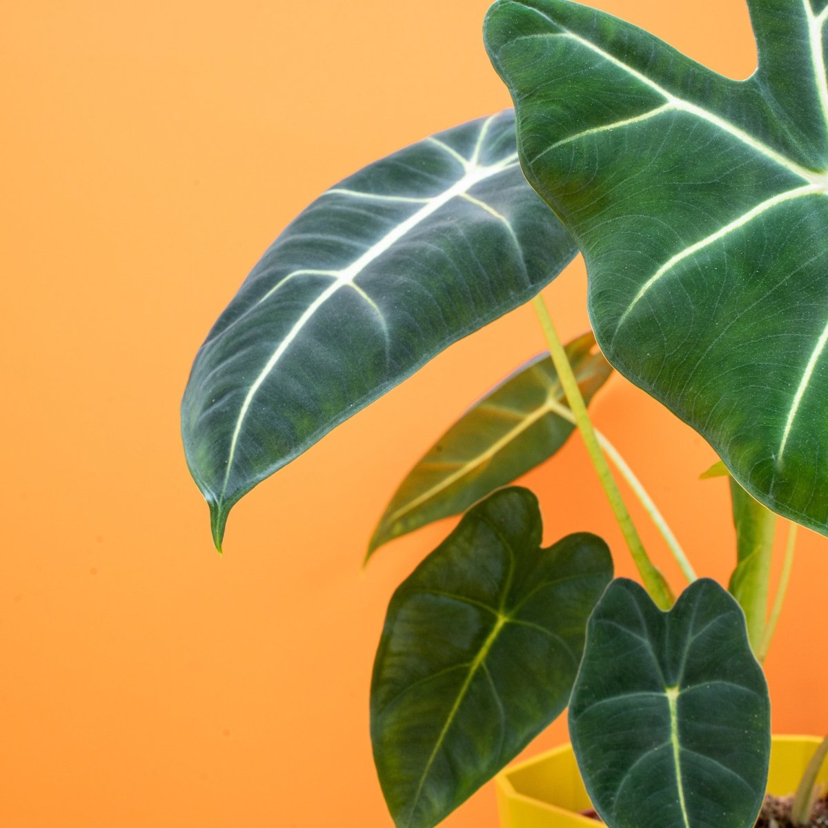 Alocasia Frydek – pfeilförmige Blattform
