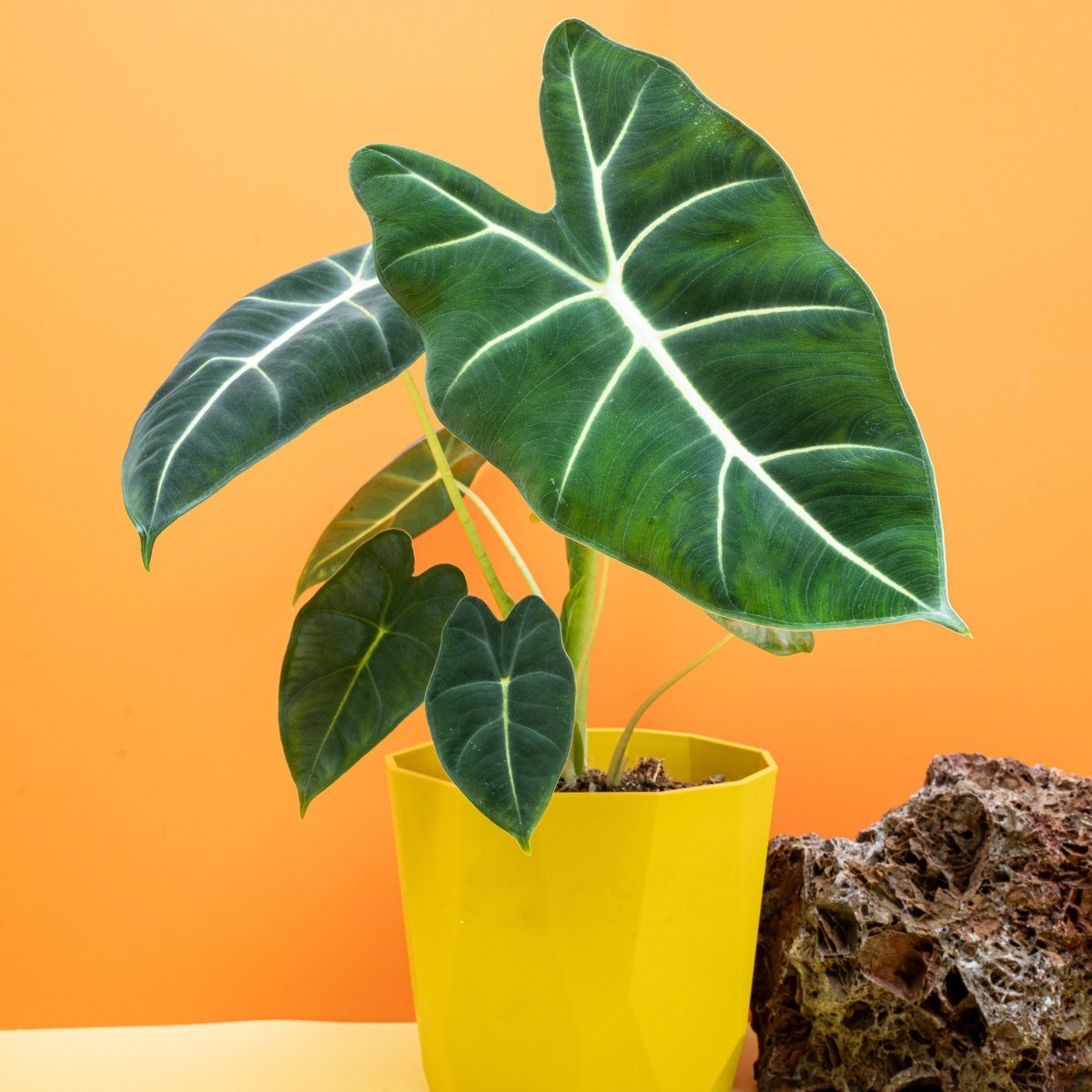 Alocasia micholitziana Frydek – matte Blattoberfläche