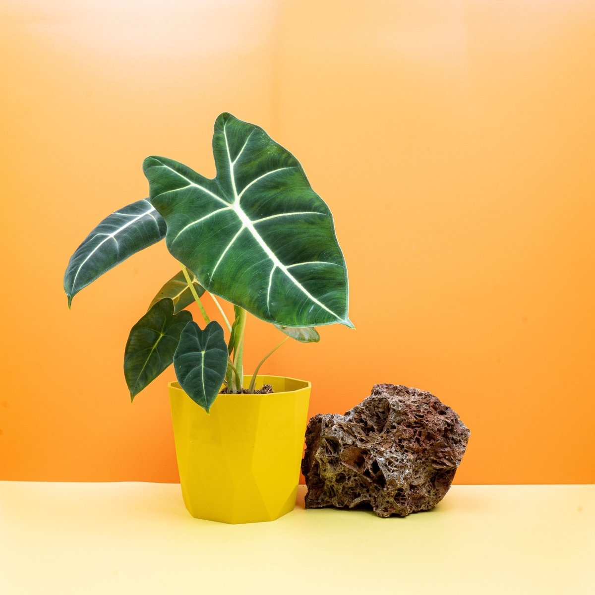 Alocasia Frydek mit weißen Blattadern auf dunklem Grund