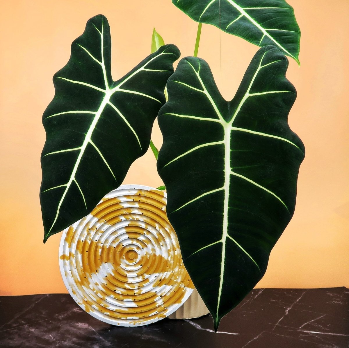 Alocasia Frydek, aufrechte Wuchsform