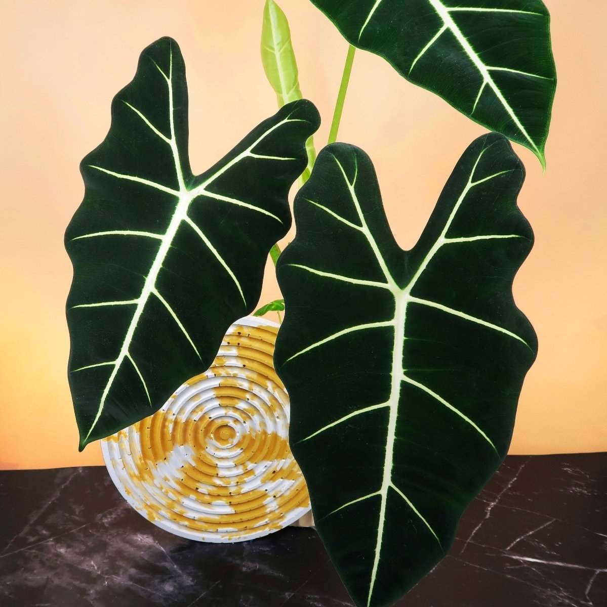 Alocasia Frydek – helle, markante Blattadern