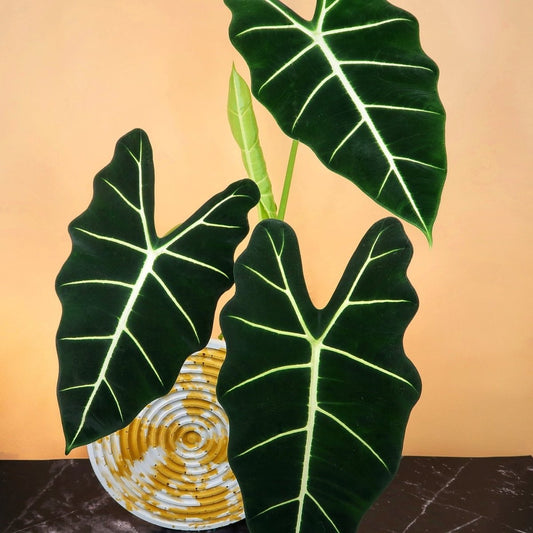 Alocasia Frydek – Zimmerpflanze mit samtigen Blättern – potflourri
