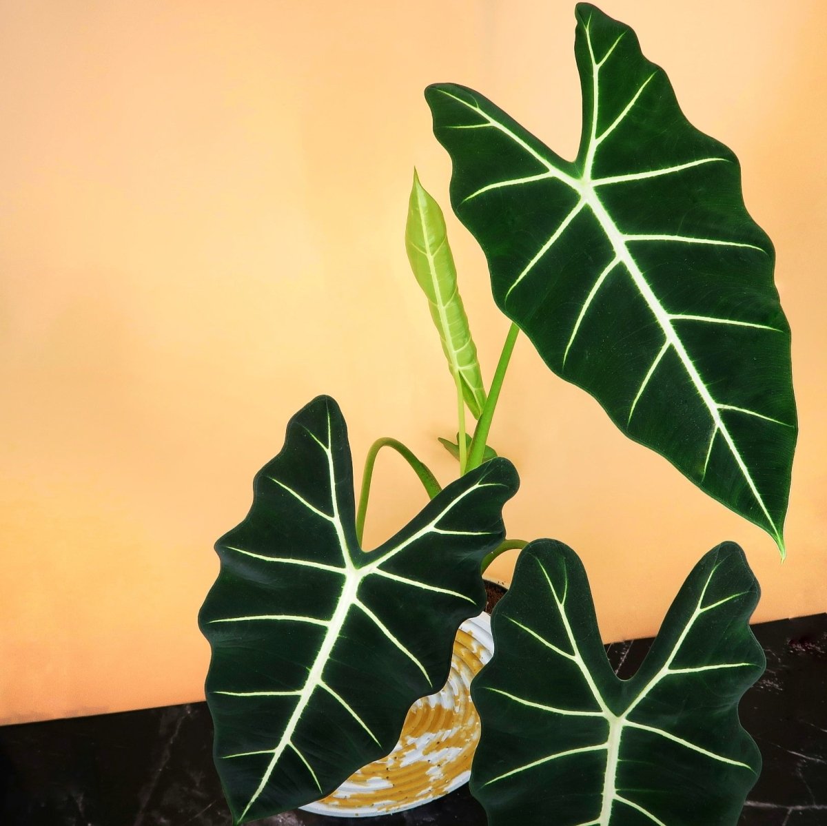 Alocasia Frydek, tiefdunkle fast schwarzgrüne Blätter