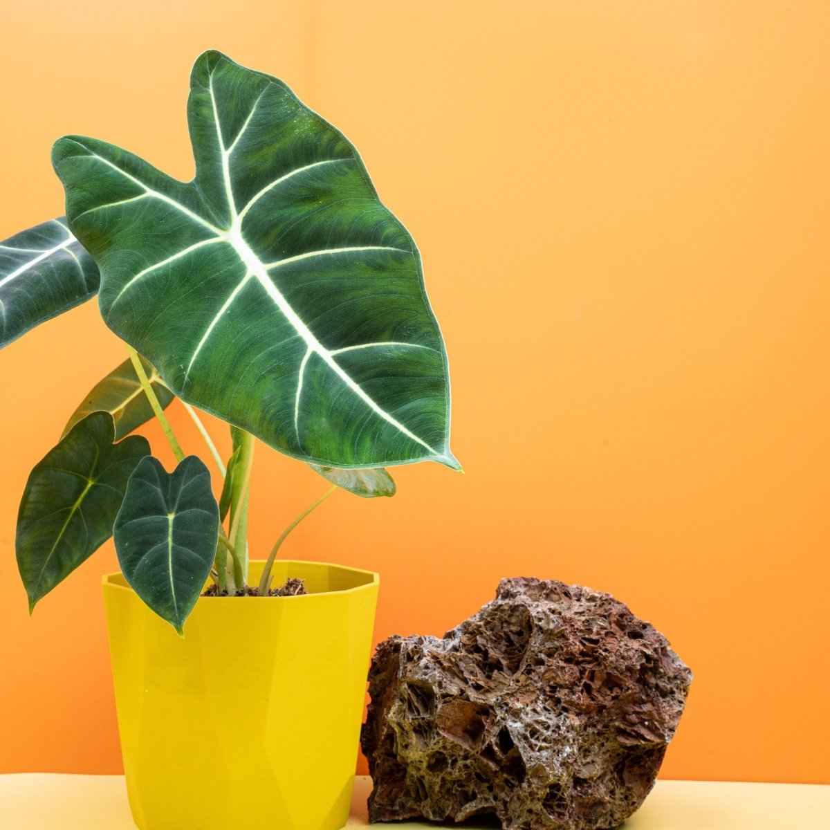 Alocasia Frydek, aufrecht wachsende Zimmerpflanze – potflourri