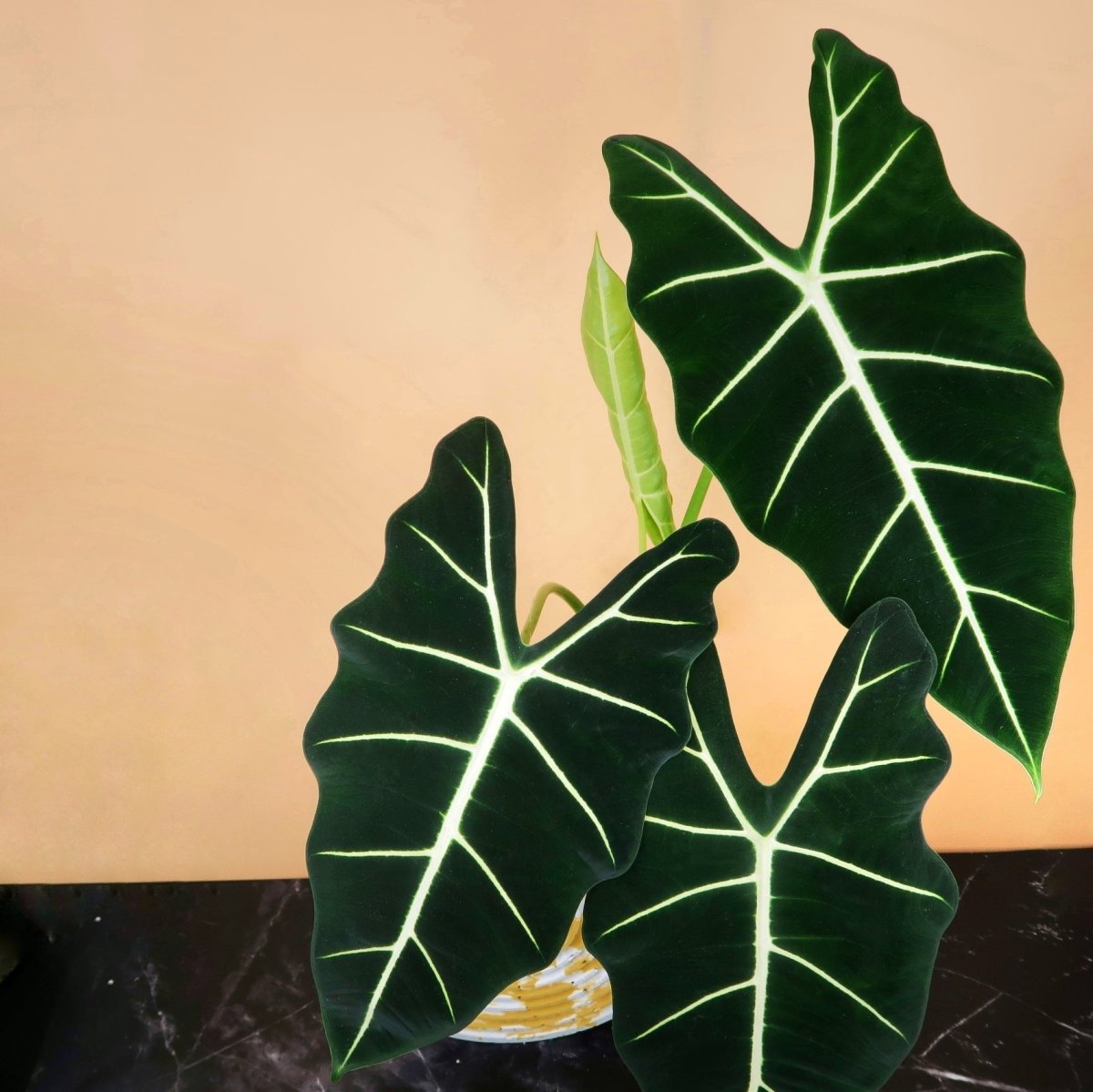 Alocasia Frydek – luxuriöse Samtoptik