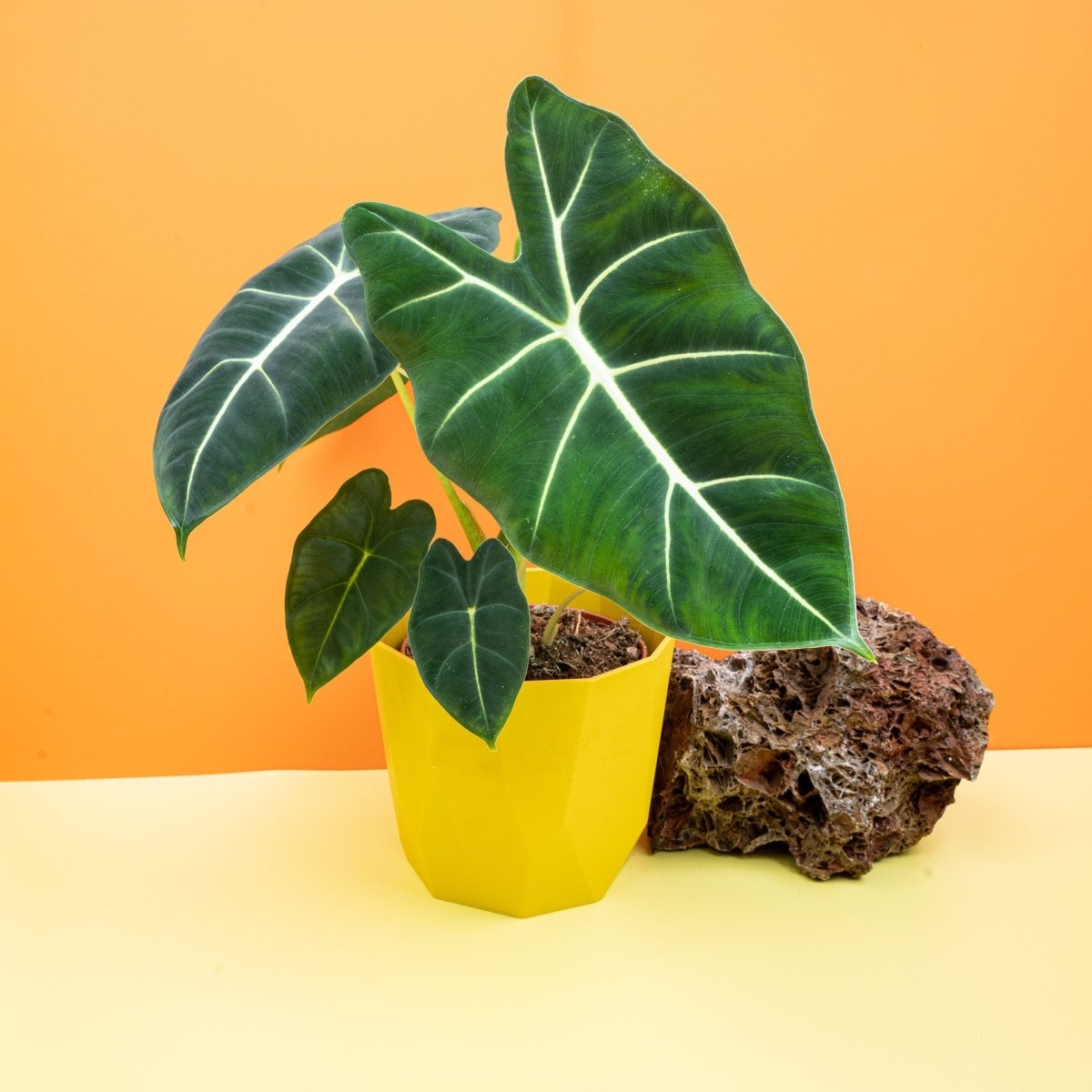 Alocasia Frydek als Zimmerpflanze im Kulturtopf