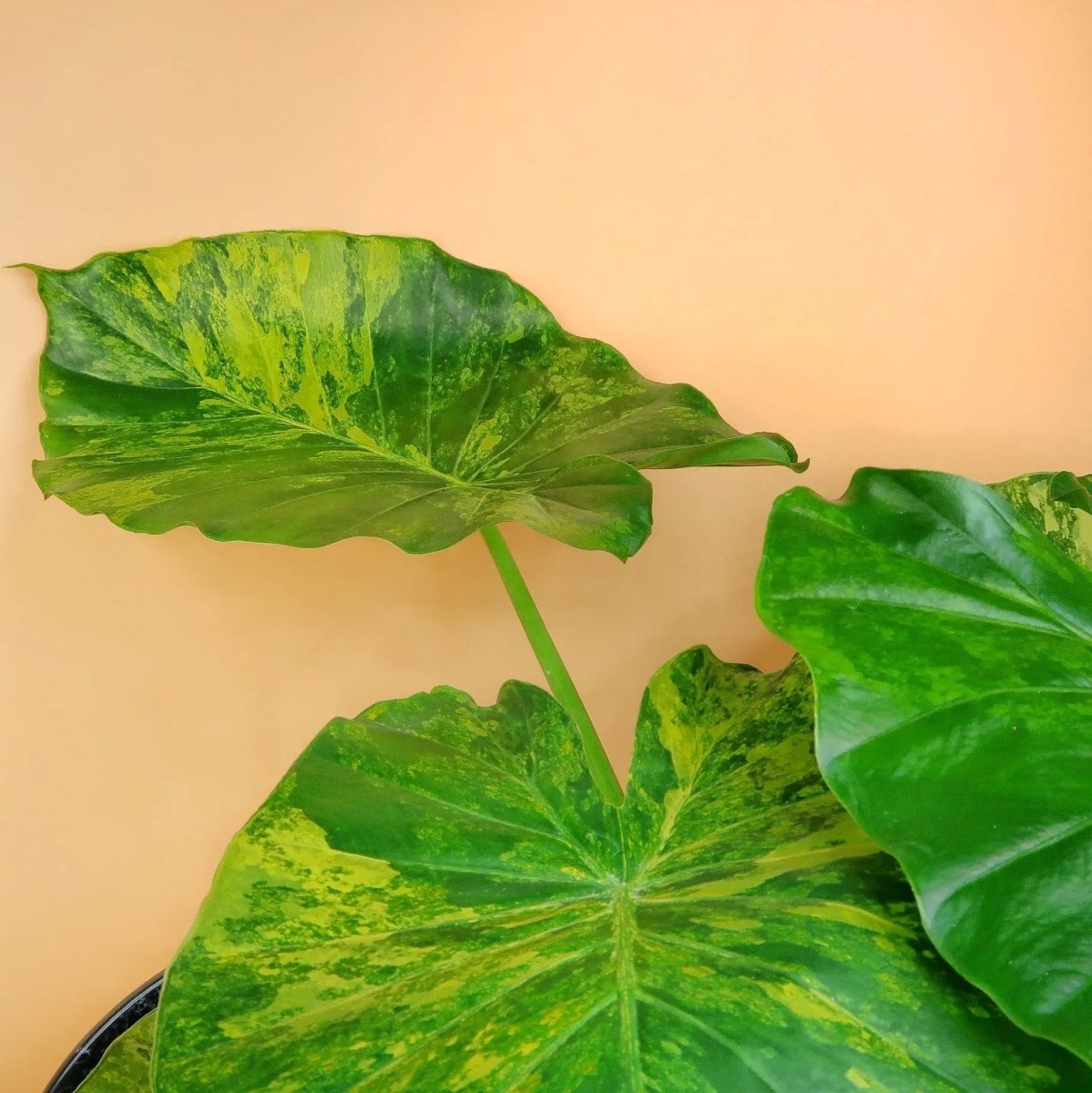 Seltene Alocasia Gageana Variegata Aurea für Sammler