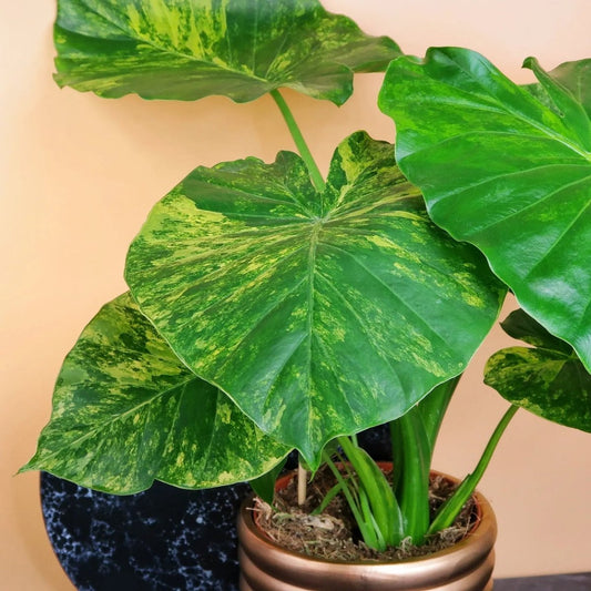 Alocasia Gageana Variegata Aurea – Zimmerpflanze mit goldener Panaschierung von potflourri