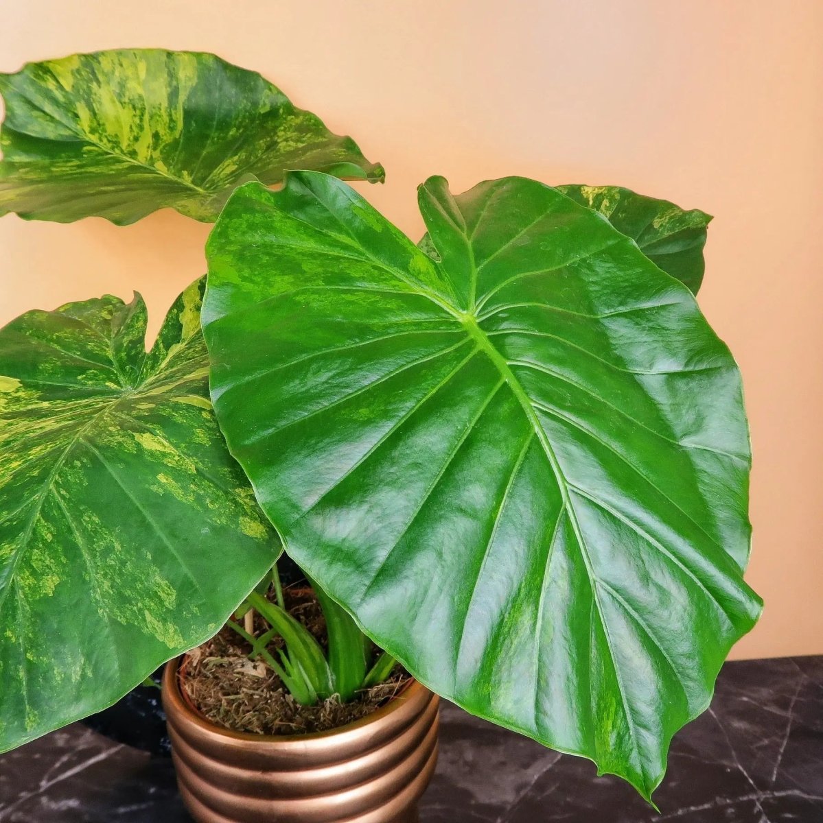 Alocasia Gageana Variegata Aurea – goldene Variegation im Blatt