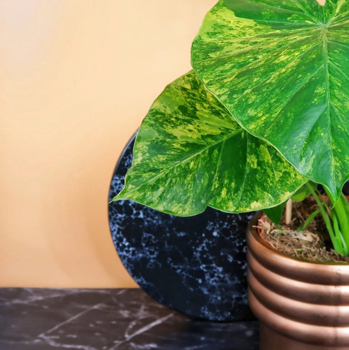 Zimmerpflanze Alocasia Gageana Aurea – große tropische Blätter