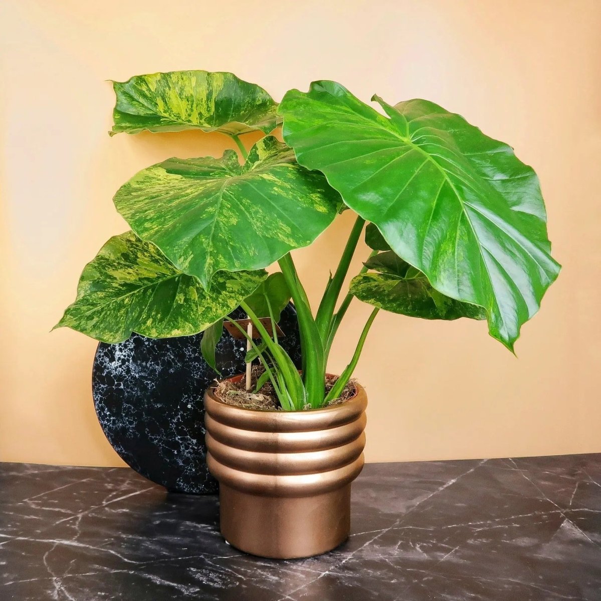 Alocasia Gageana Variegata Aurea – Zimmerpflanze mit goldener Panaschierung von potflourri
