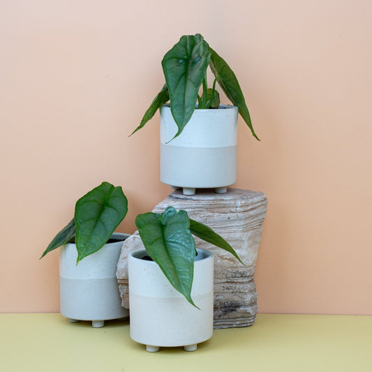 Alocasia Heterophylla Dragon Breath, silbrig-metallische Blätter – potflourri