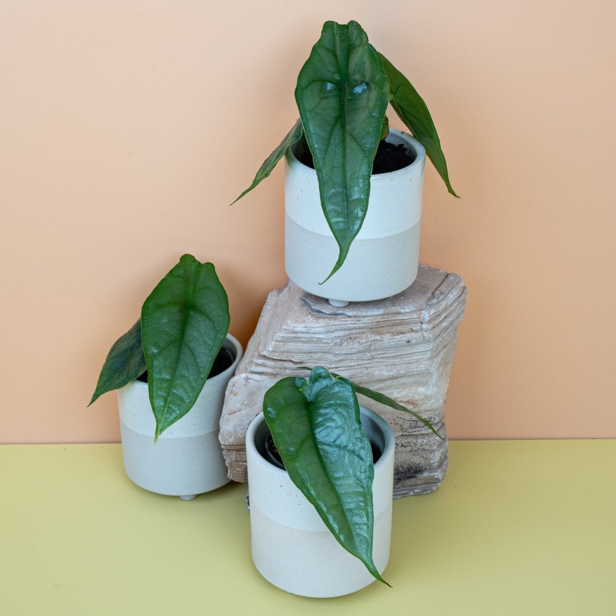 Alocasia Heterophylla Dragon Breath, Blattdetail in Nahaufnahme