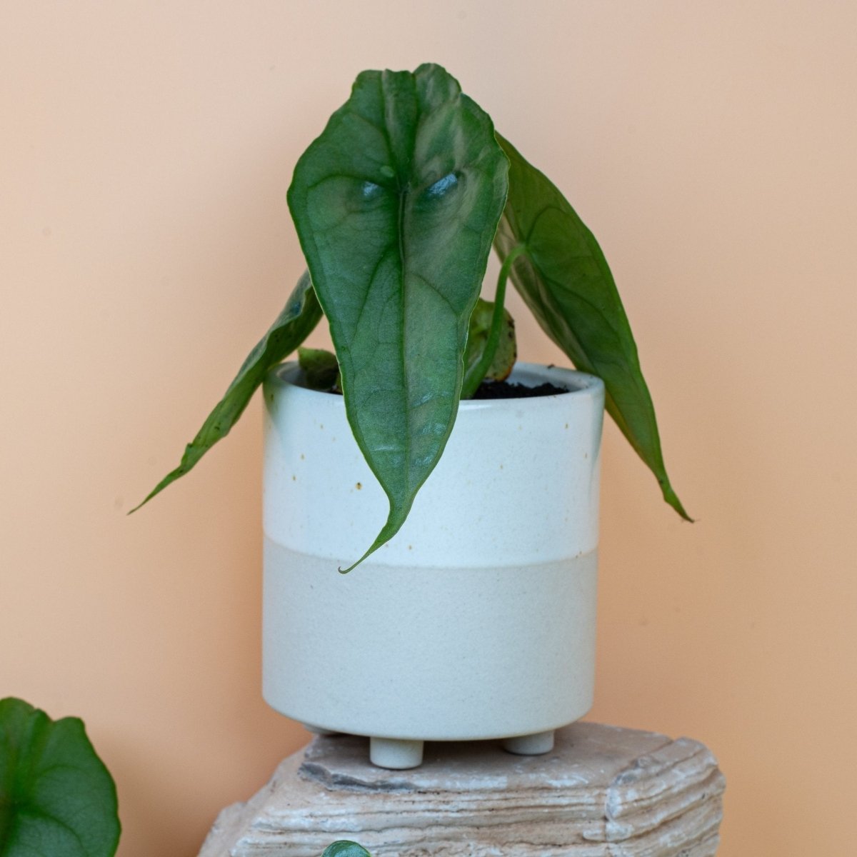 Alocasia Heterophylla Dragon Breath, blaugrüne Farbnuancen