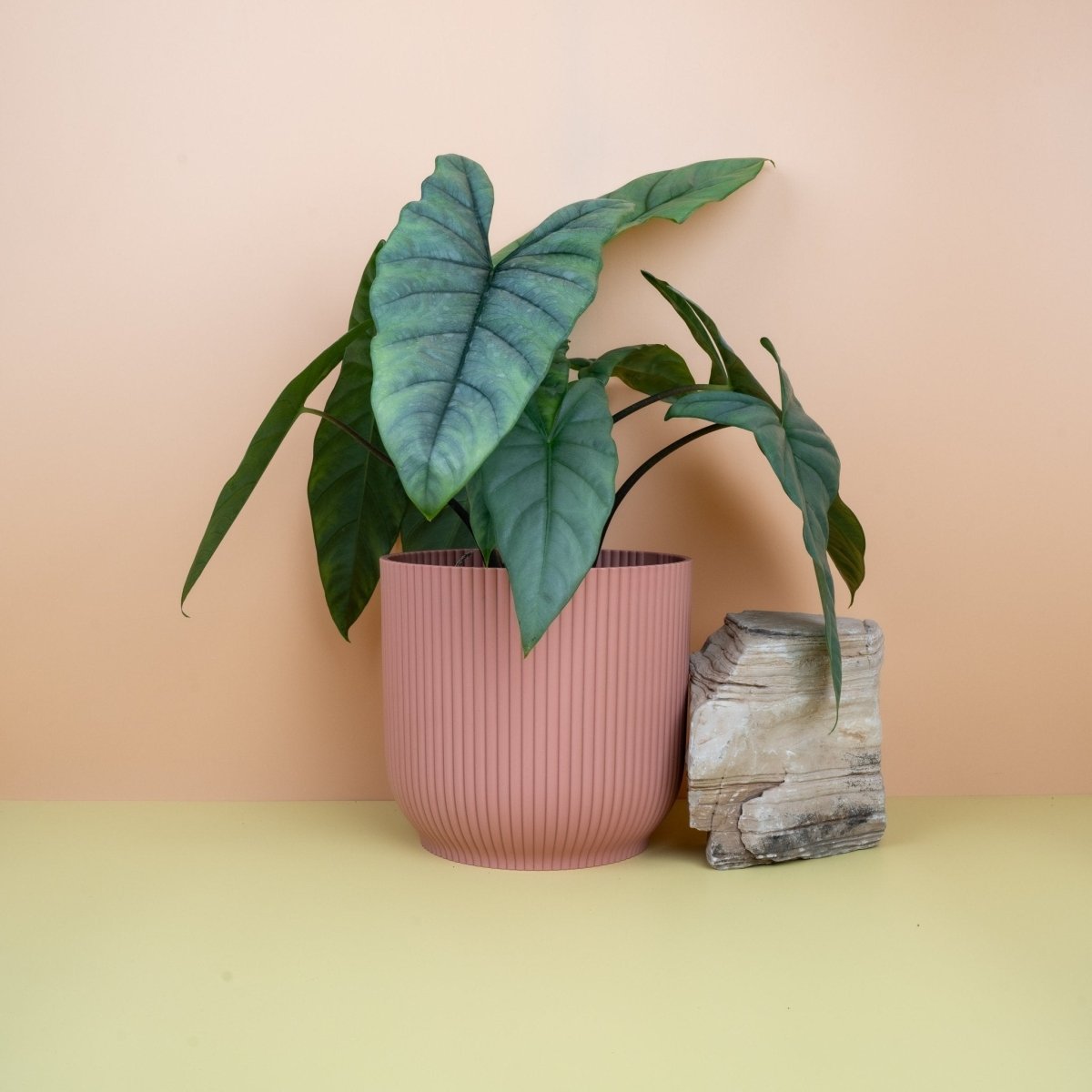 Alocasia Heterophylla Dragon Breath – junges, schmal auslaufendes Blatt