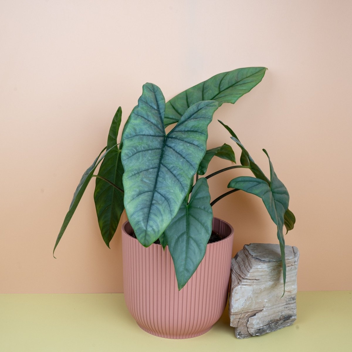 Alocasia Heterophylla Dragon Breath – aufrechter Gesamtwuchs