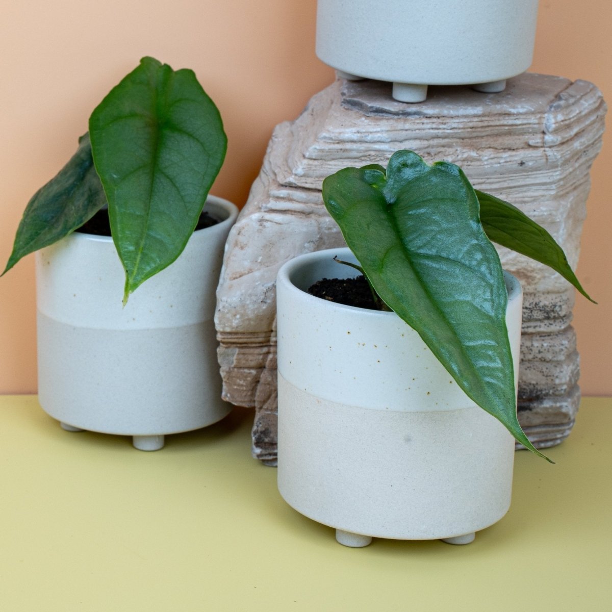 Alocasia Heterophylla Dragon Breath, markante Blattadern