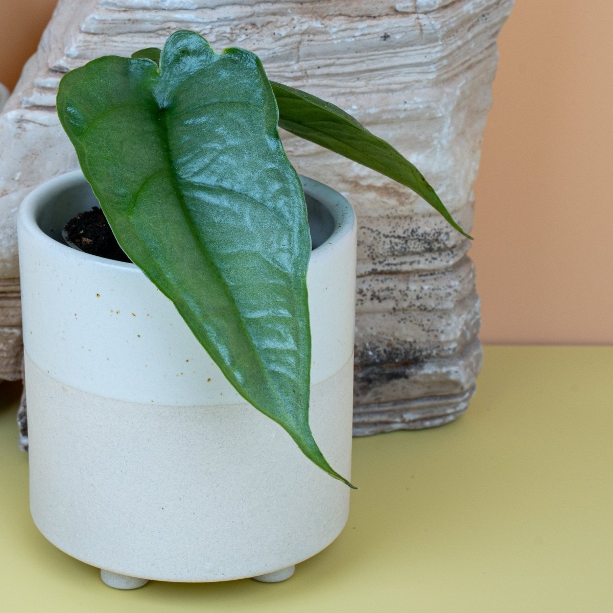 Alocasia Heterophylla Dragon Breath, Gesamtwuchs der Pflanze