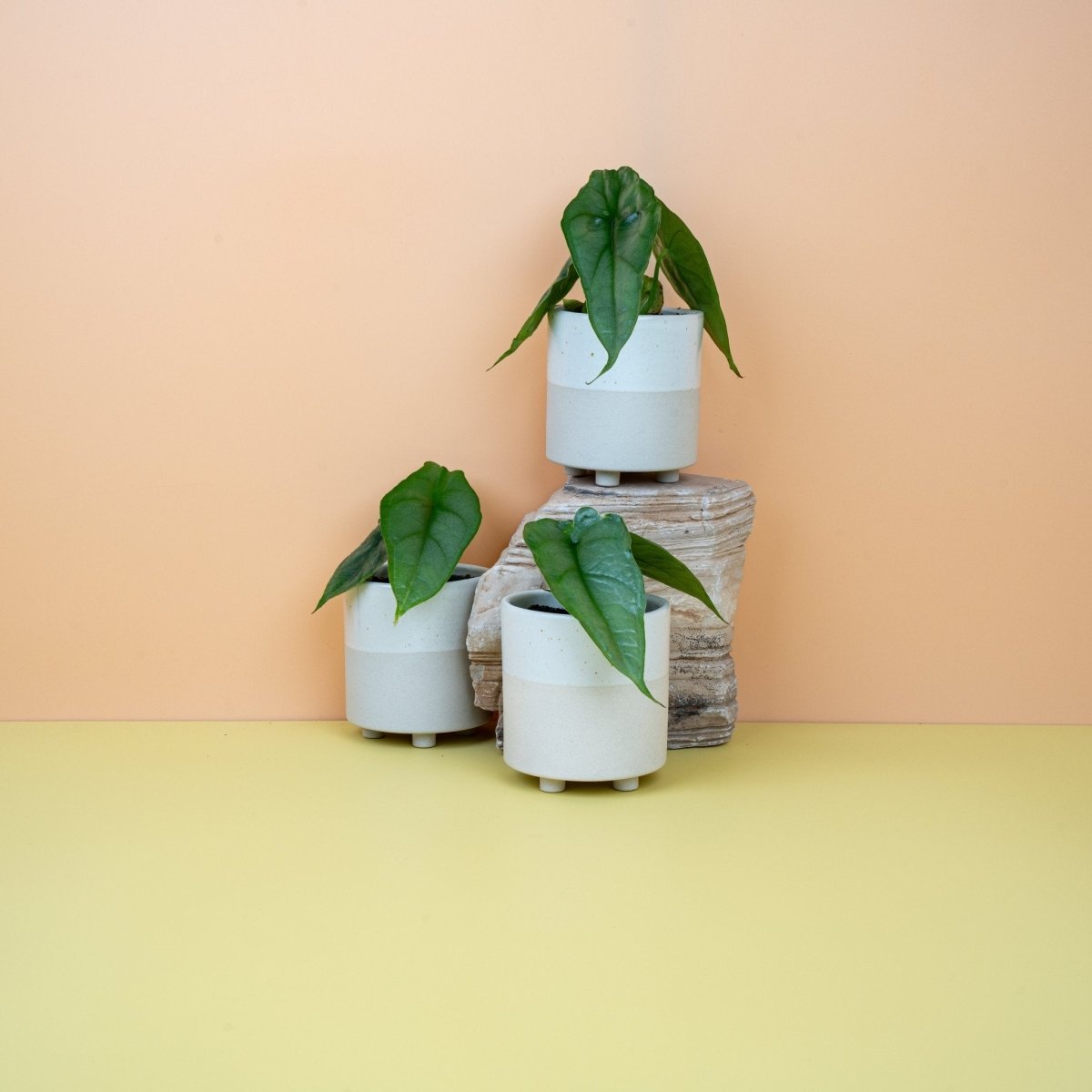 Alocasia Heterophylla Dragon Breath, silbrig-metallische Blätter – potflourri