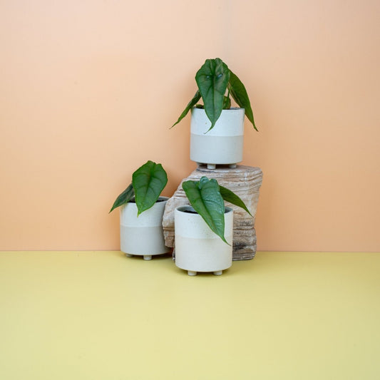 Alocasia Heterophylla Dragon Breath, silbrig-metallische Blätter – potflourri