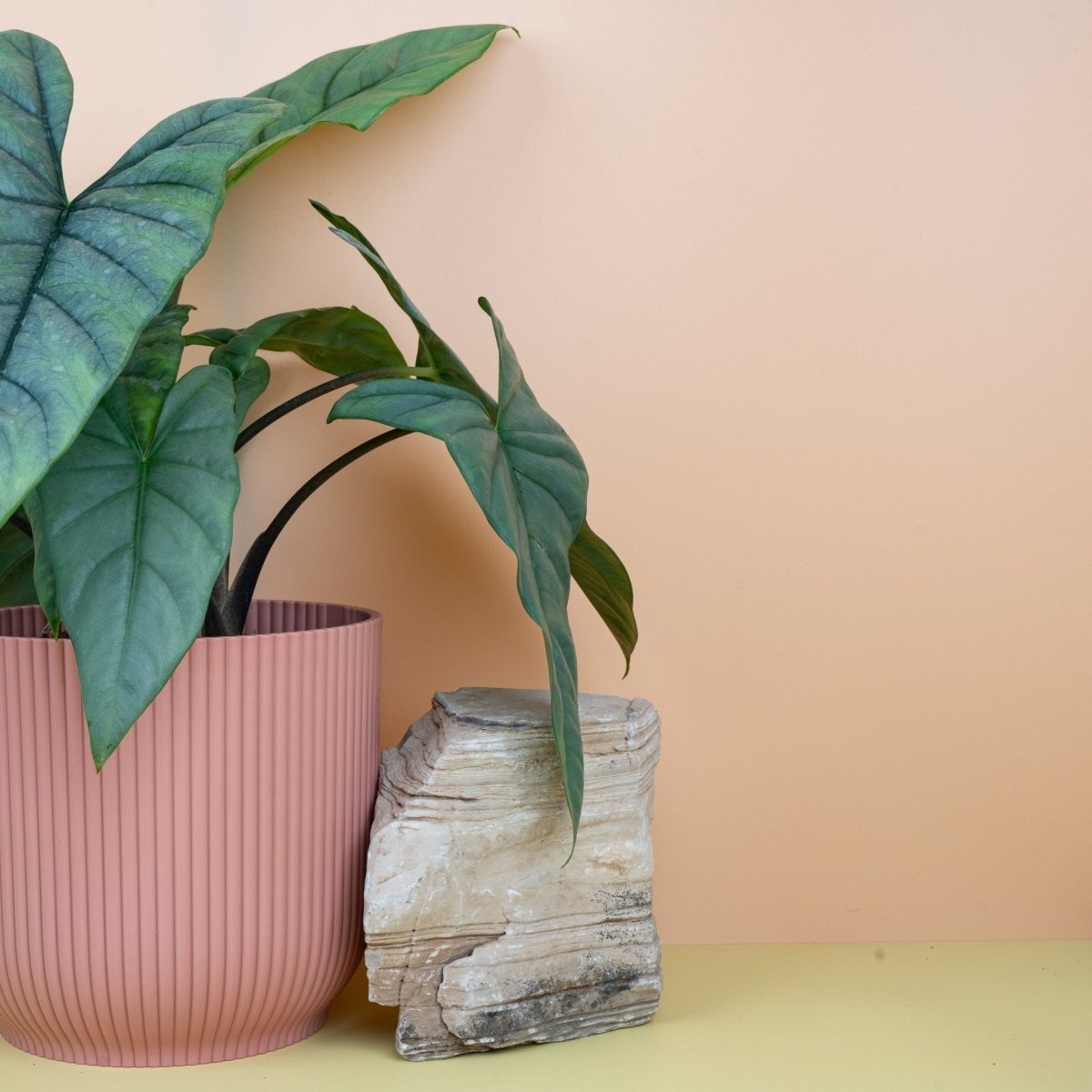 Alocasia Heterophylla Dragon Breath – blaugrüner Schimmer auf dem Blatt