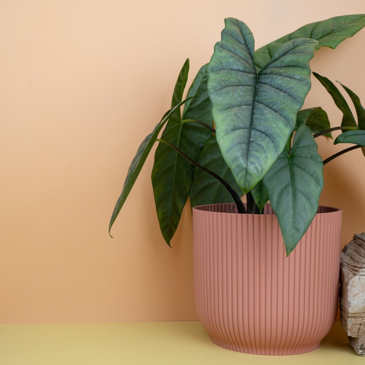 Alocasia Heterophylla Dragon Breath – silbrige Blattoberfläche im Detail