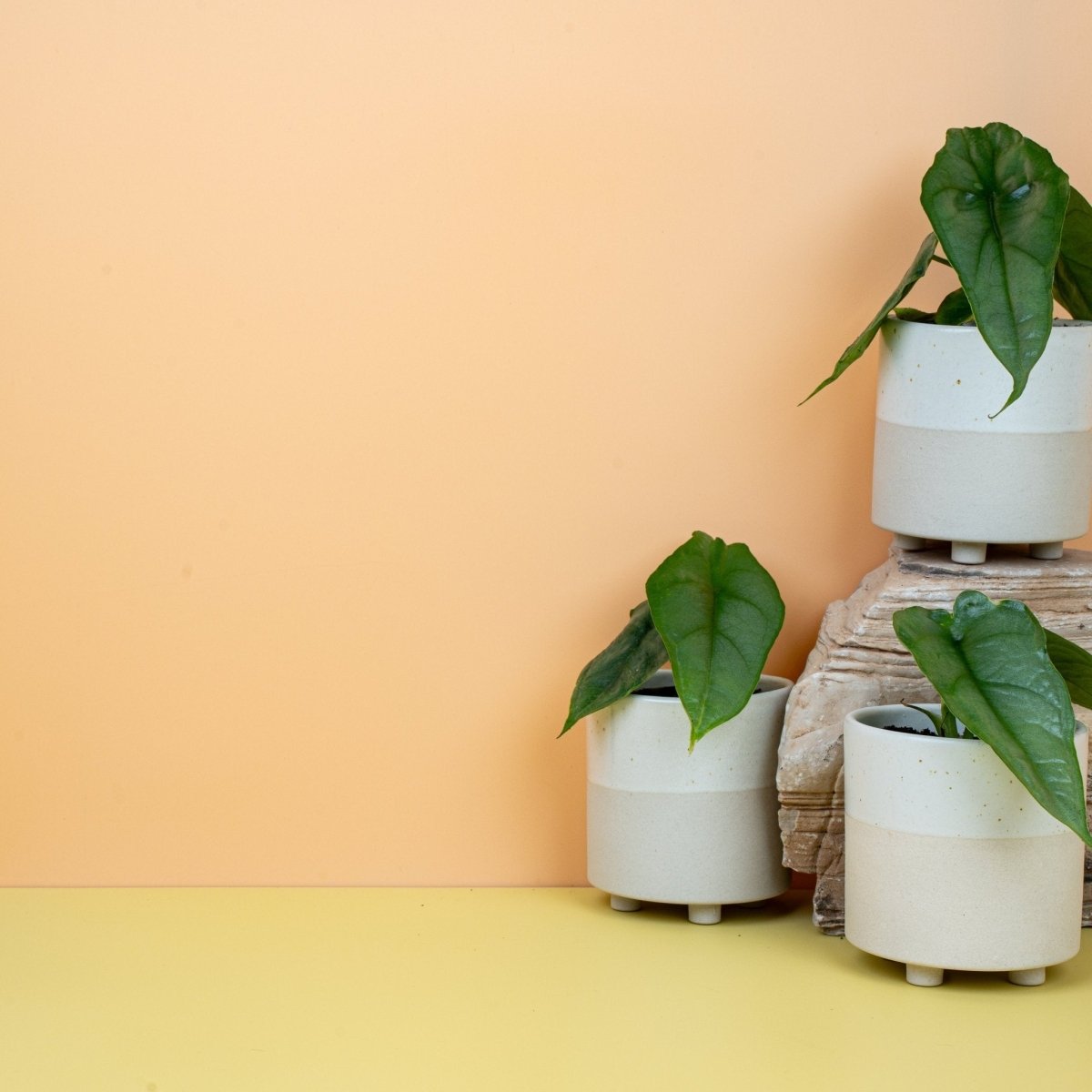 Alocasia Heterophylla Dragon Breath, drachenartige Silhouette