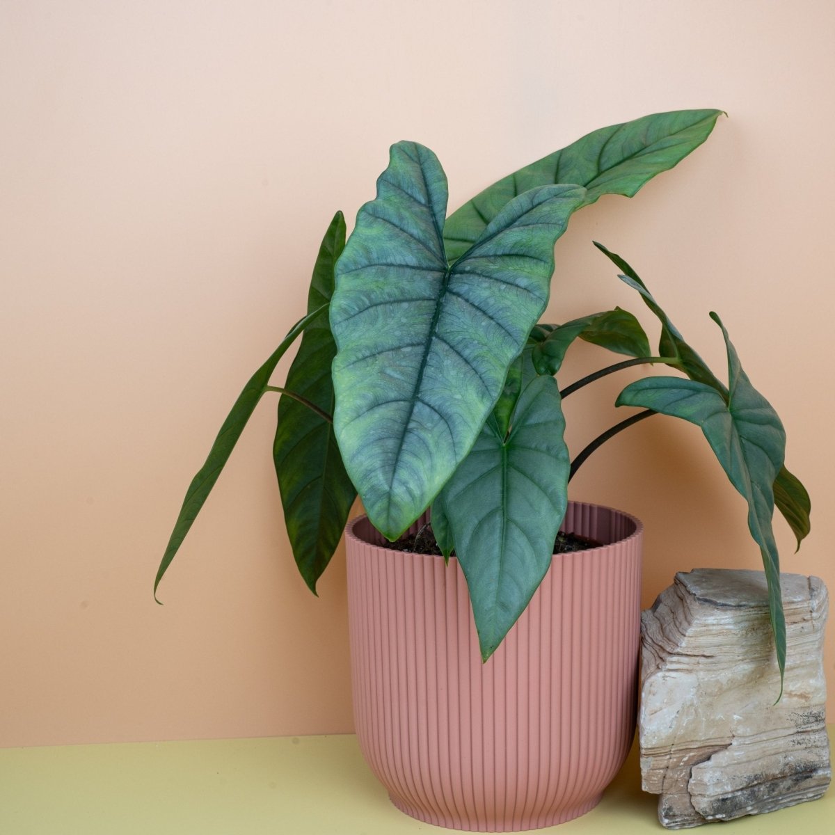 Alocasia Heterophylla Dragon Breath – Jungpflanze im Kulturtopf