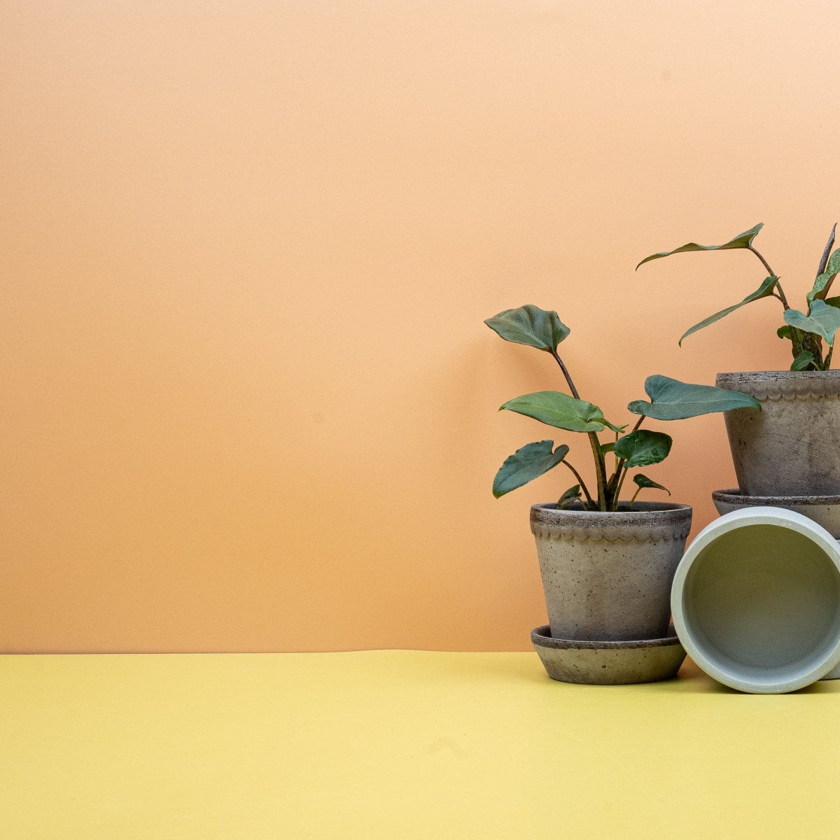 Alocasia Lauterbachiana – gewellter Blattrand aus der Nähe
