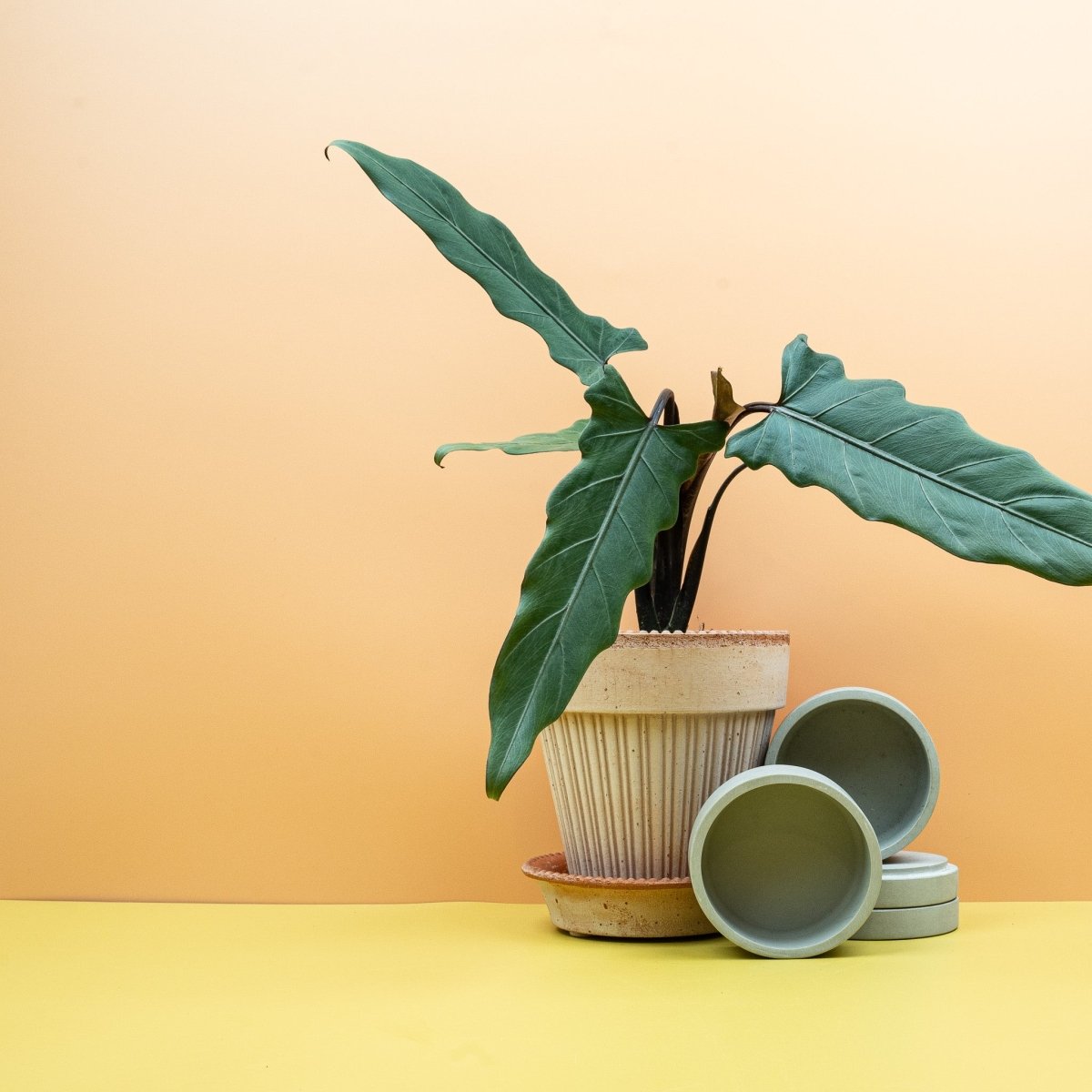 Alocasia Lauterbachiana mit dunkelvioletter Blattunterseite