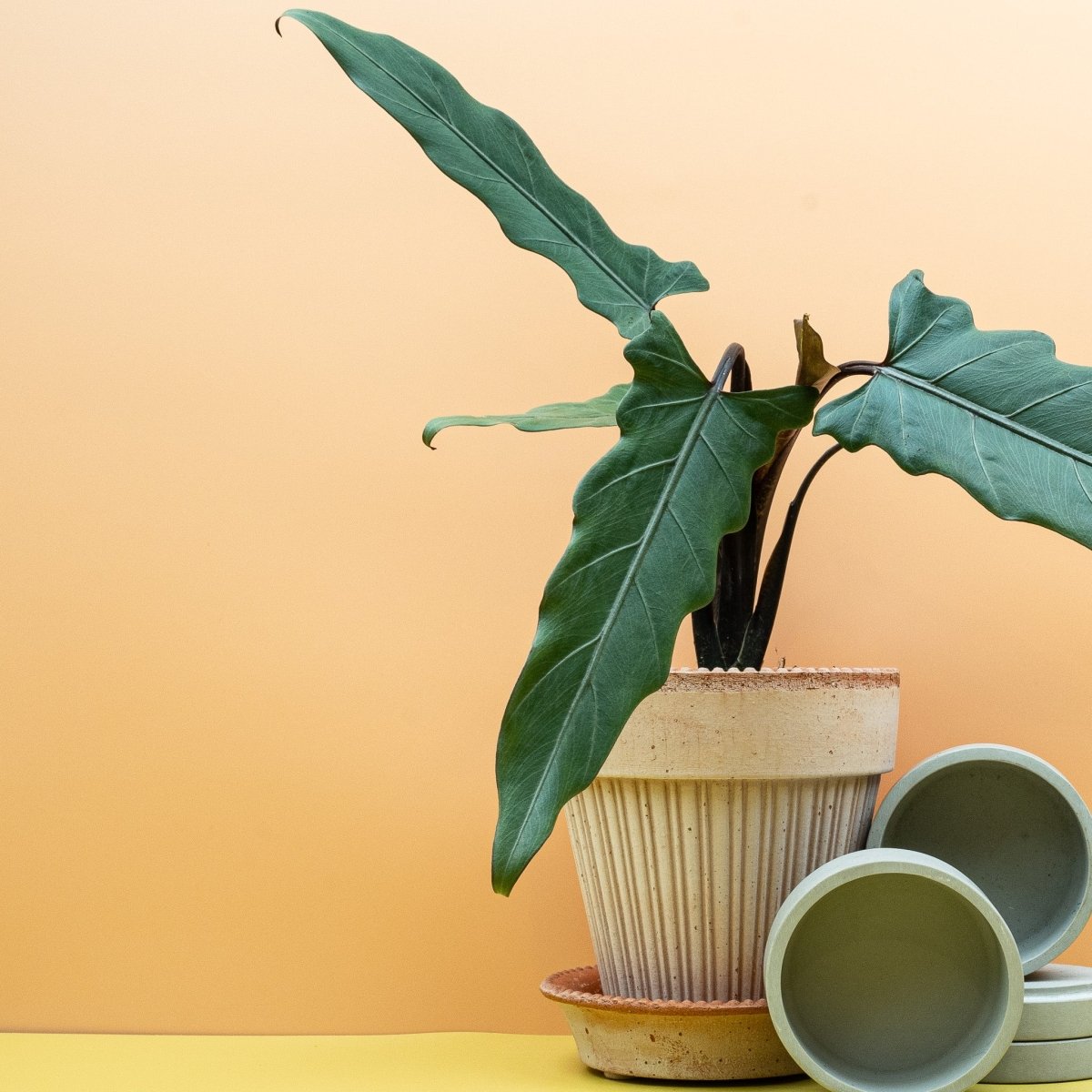 Alocasia Lauterbachiana, gewellte Blattränder in Nahaufnahme