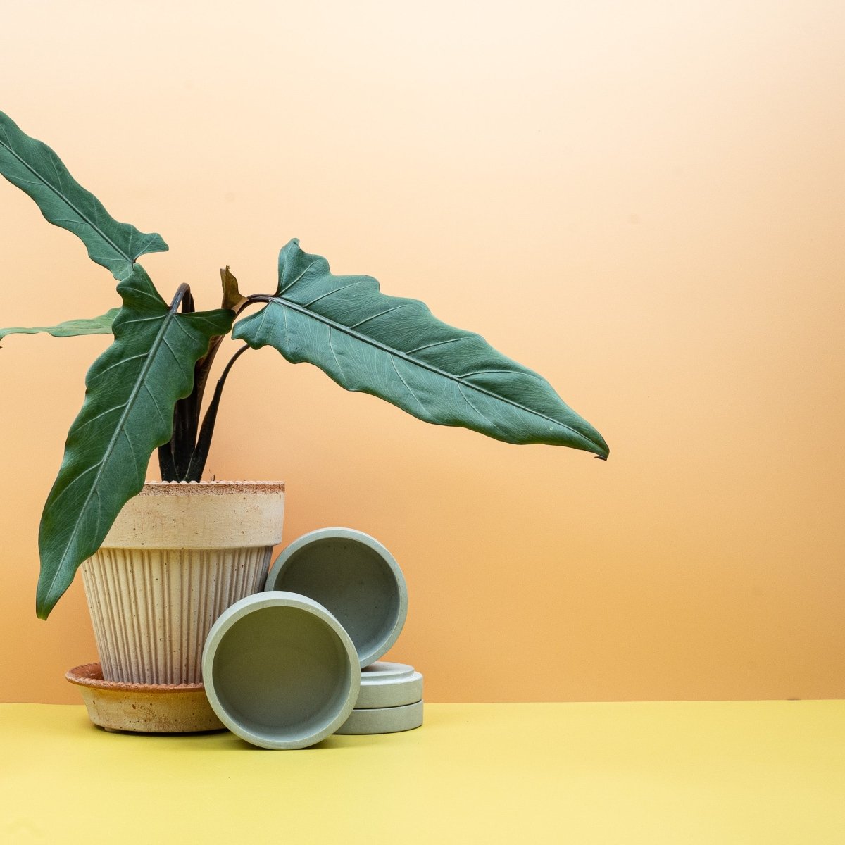 Alocasia Lauterbachiana, aufrechte elegante Wuchsform